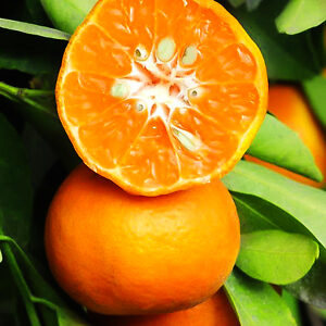 dancy tangerine dancy tangerine