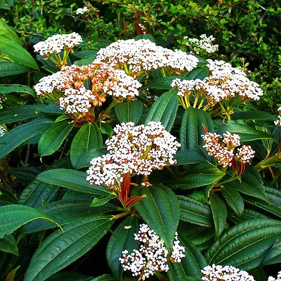 Image of Viburnums as cherry laurel companion plants