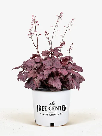 Electric Plum Heuchera