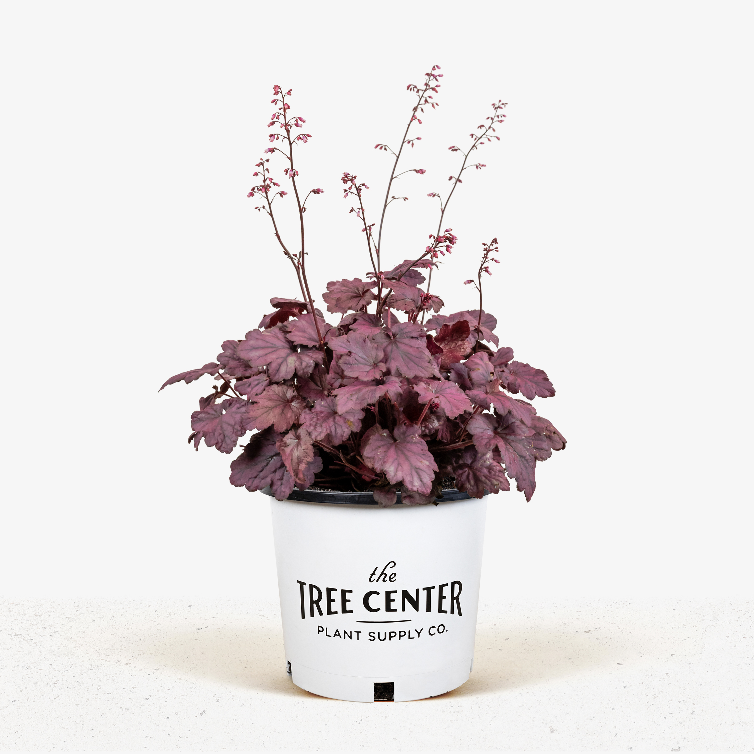 Electric Plum Coral Bells For Sale Online | The Tree Center