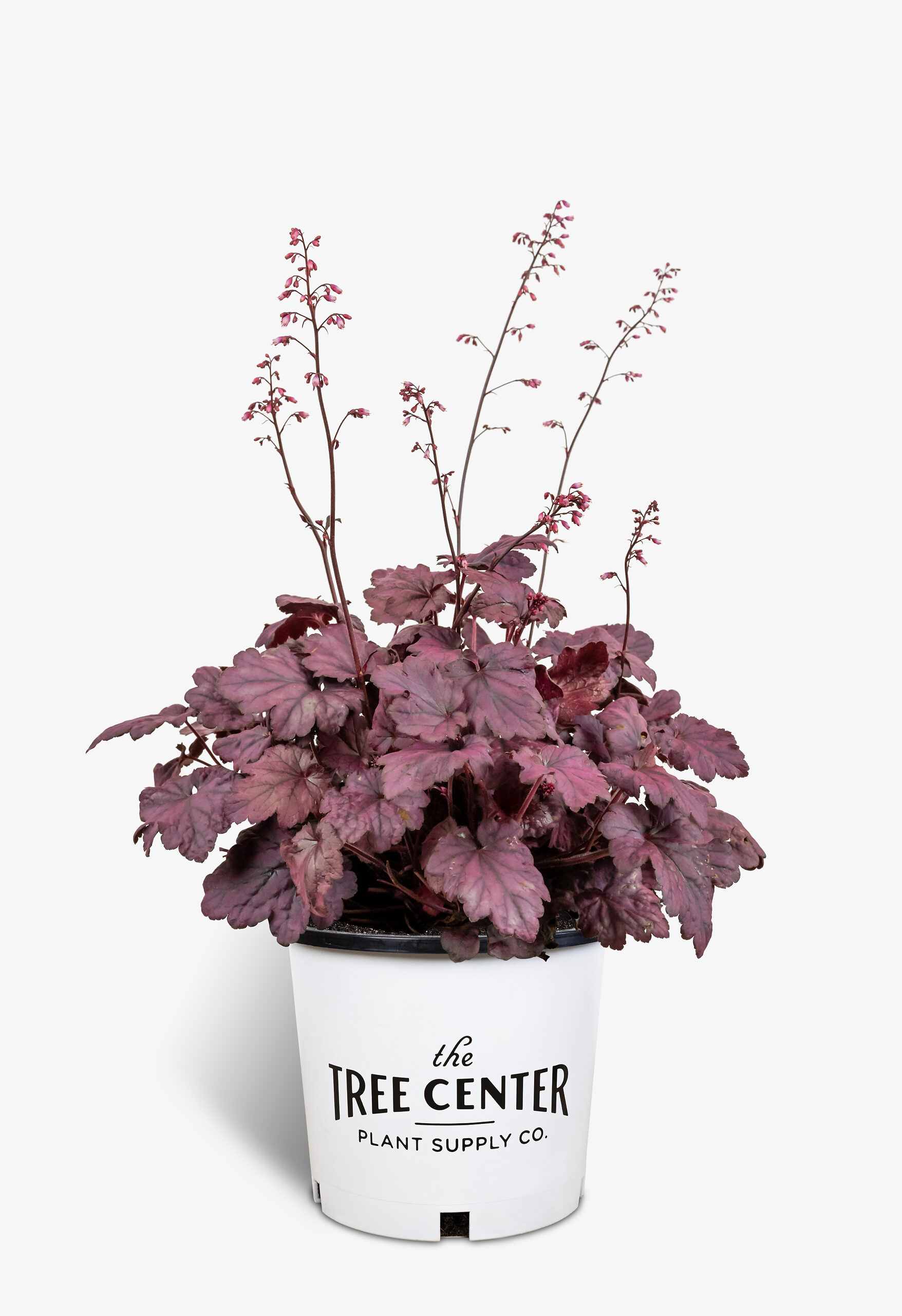 Electric Plum Coral Bells For Sale Online The Tree Center