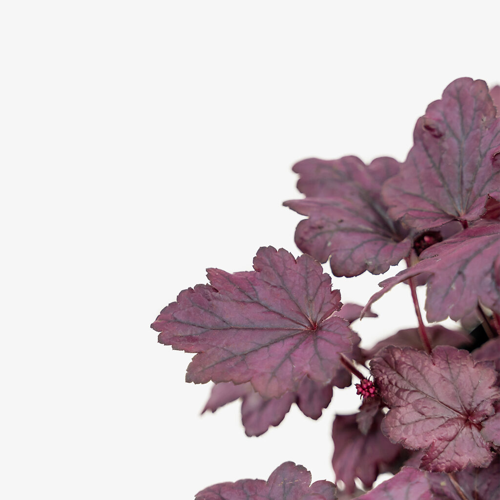Electric Plum Coral Bells For Sale Online | The Tree Center