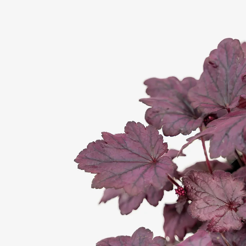Electric Plum Coral Bells For Sale Online | The Tree Center