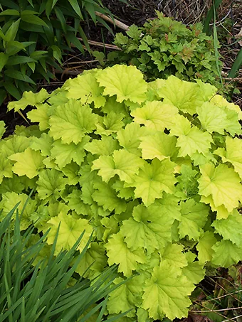 Guacamole Heuchera