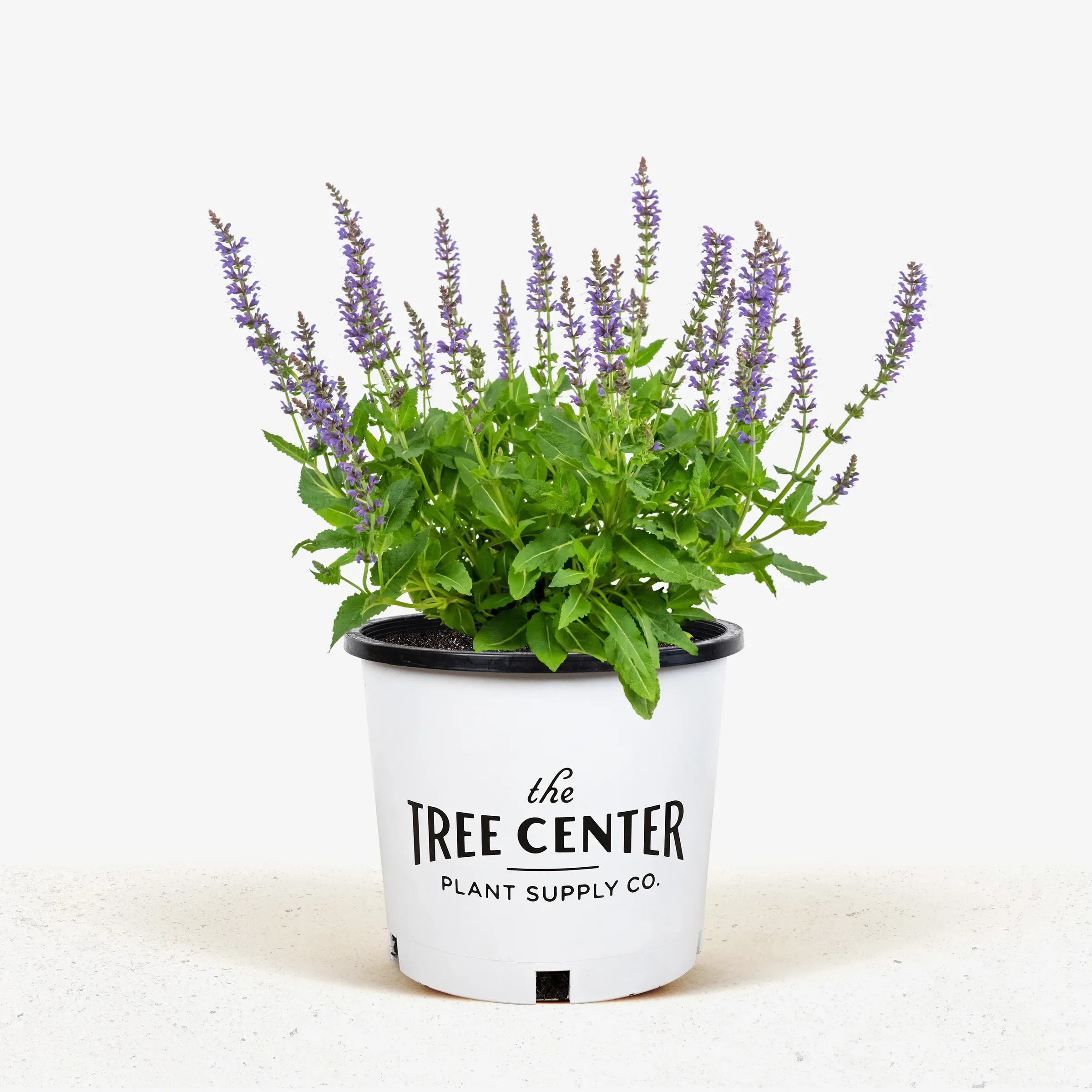 Salvia shop may night
