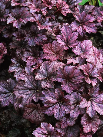 Palace Purple Heuchera