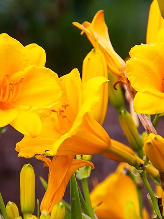 Stella D'Oro Daylily