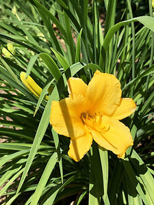 Stella D'Oro Daylily For Sale Online | The Tree Center