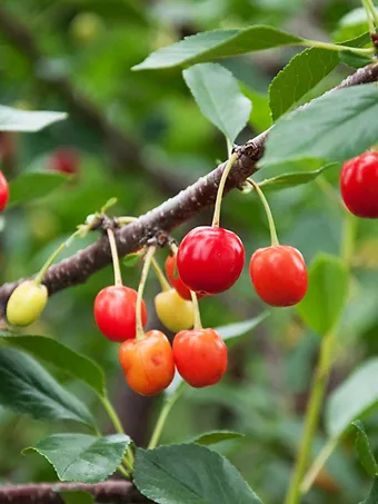 Sweet Southern Cherry Tree