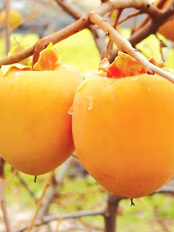 Tanenashi Japanese Persimmon Tree