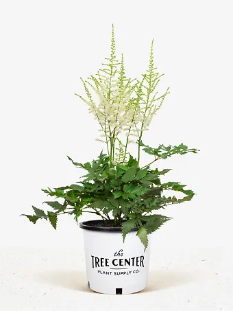 Vision in White Astilbe