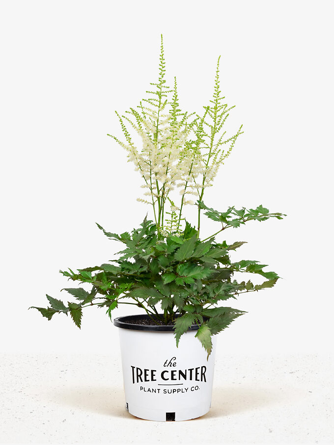 Bridal Veil Astilbe For Sale Online The Tree Center