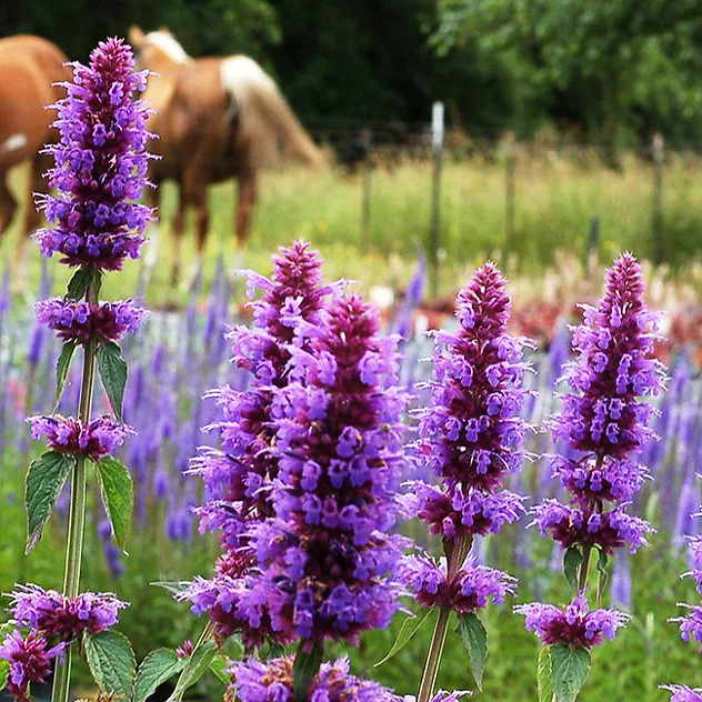 Blue Boa Agastache For Sale Online | The Tree Center