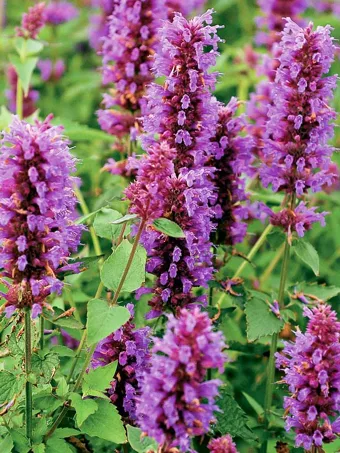 Blue Boa Agastache