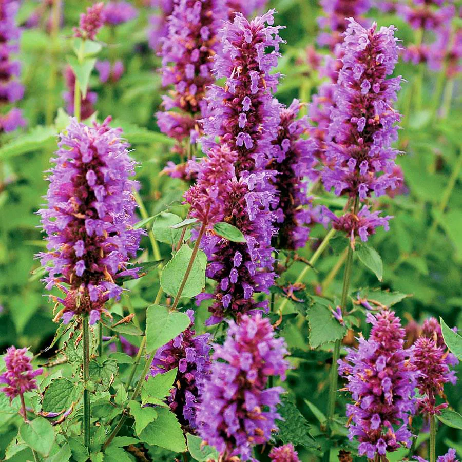 Blue Boa Agastache For Sale Online | The Tree Center
