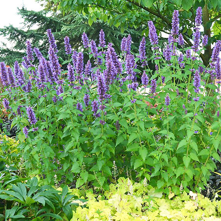Blue Boa Agastache For Sale Online | The Tree Center