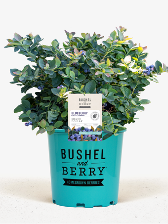 Bushel and Berry® Silver Dollar Blueberry