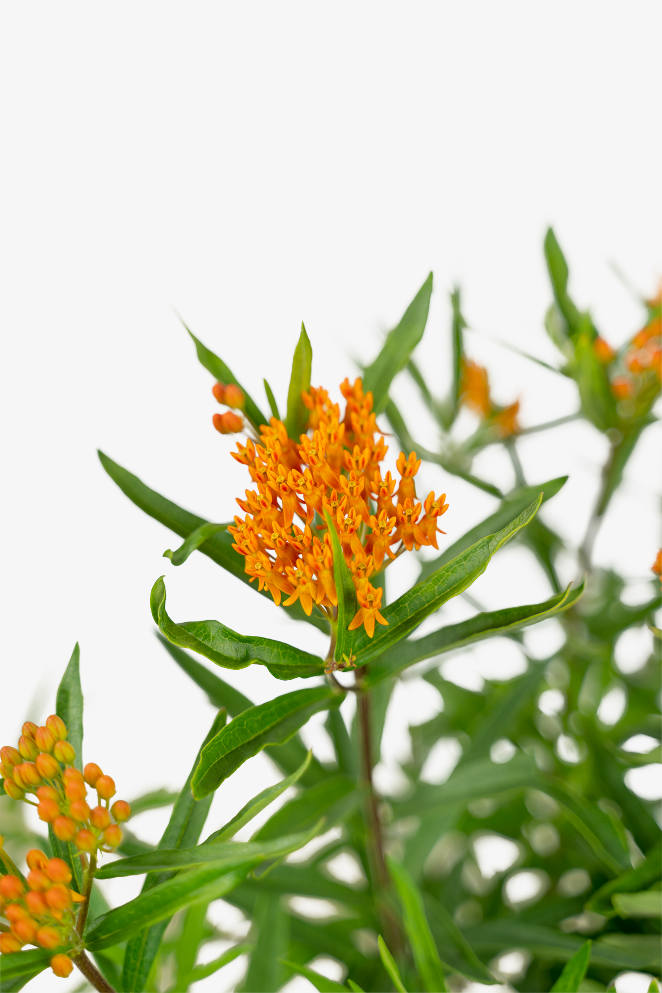Butterfly Weed For Sale Online The Tree Center
