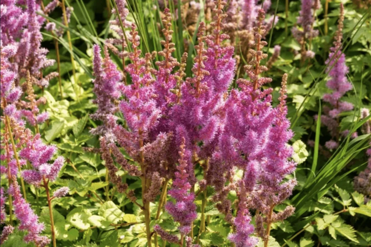 Chinese Astilbe – Top Choice for Drier Gardens | The Tree Center™
