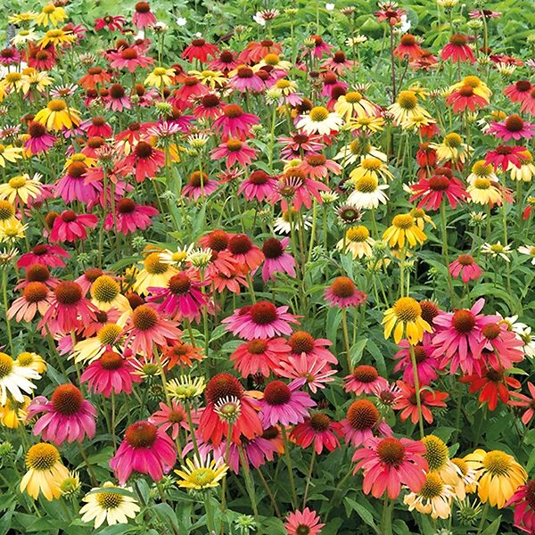 Coneflowers Flowers of the Prairies for every Garden The Tree Center™