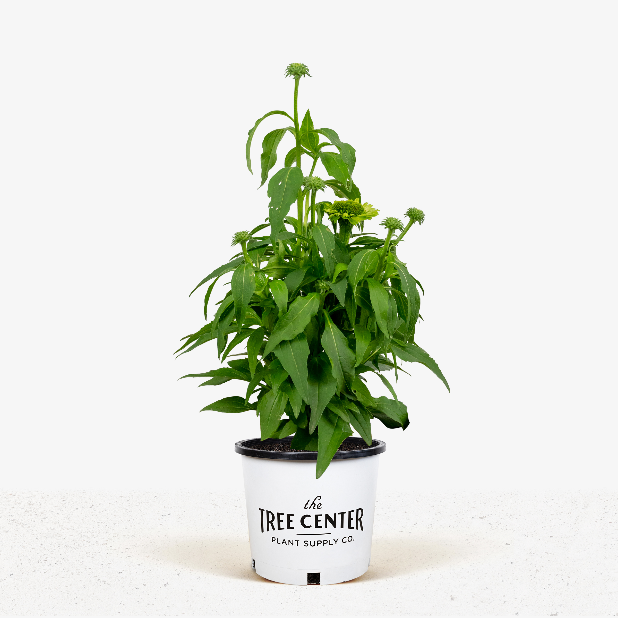 Green Jewel Echinacea For Sale Online The Tree Center