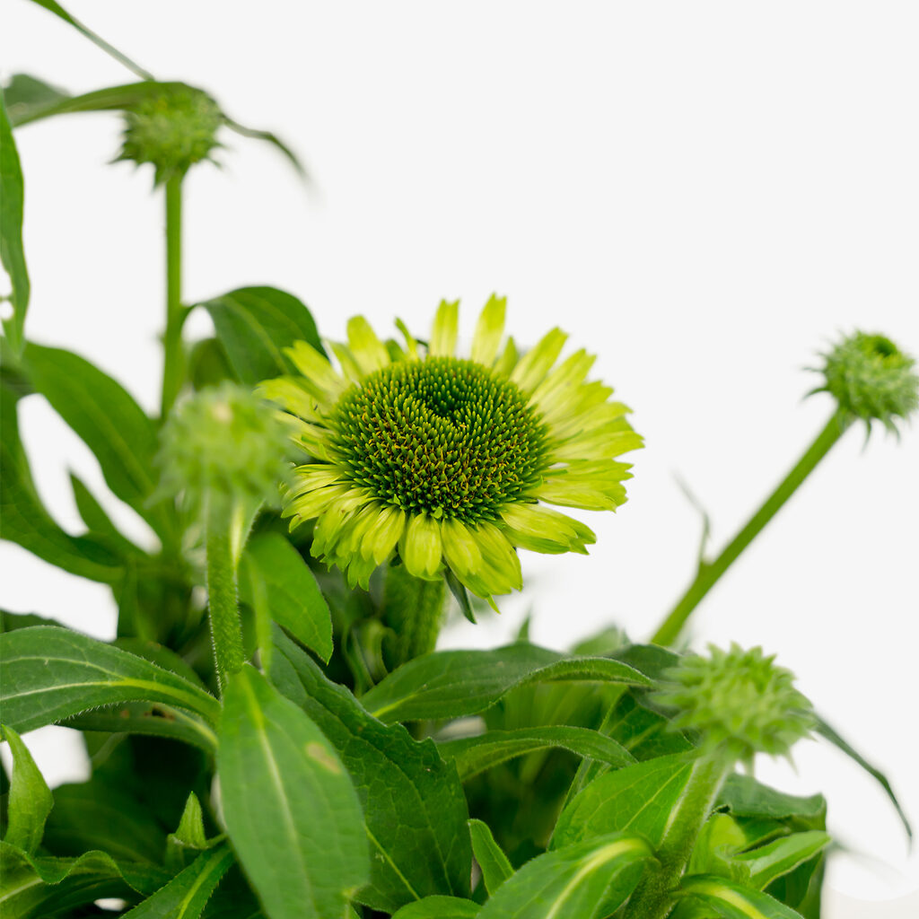Green Jewel Echinacea For Sale Online The Tree Center