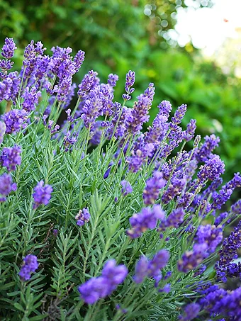 Phenomenal Lavender