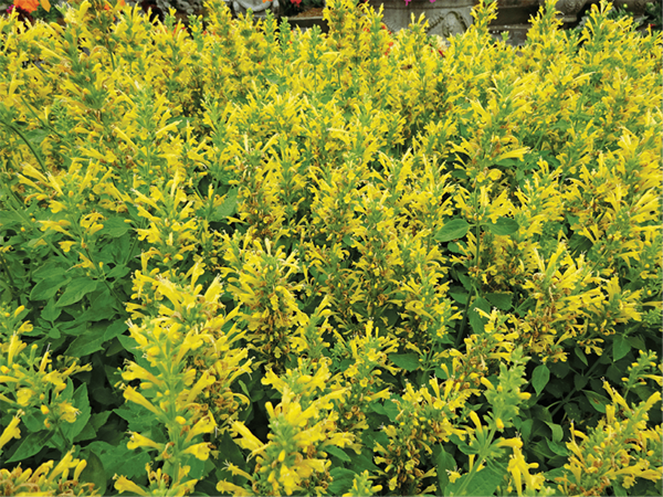 Poquito™ Butter Yellow Agastache For Sale Online | The Tree Center