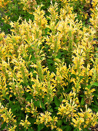 Poquito Butter Yellow Agastache