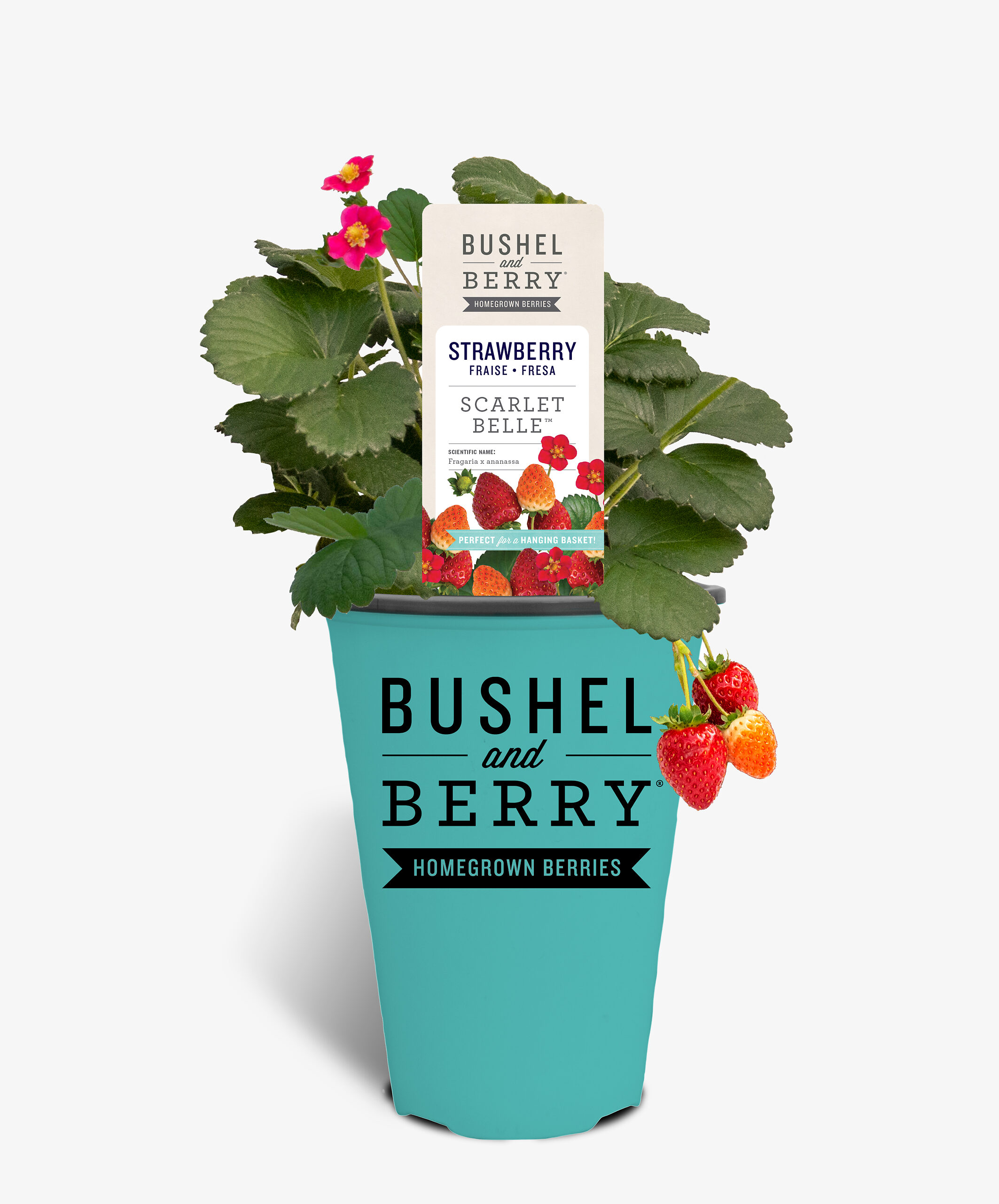 Bushel and Berry® Scarlet Belle Strawberry Bushes For Sale The Tree Center