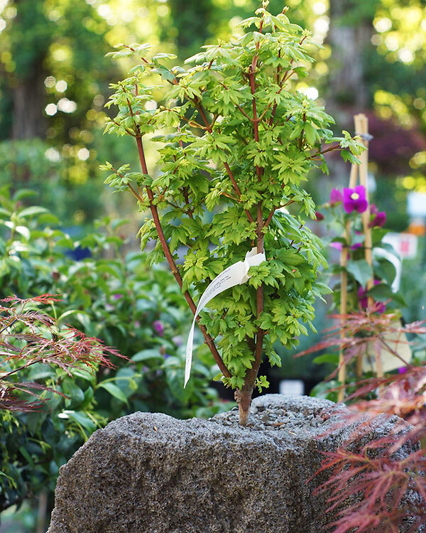 Baby Buttons Vine Maple For Sale Online The Tree Center