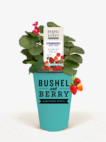 Bushel and Berry® Scarlet Belle Strawberry