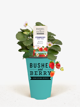 Bushel and Berry® Rosy Belle Strawberry