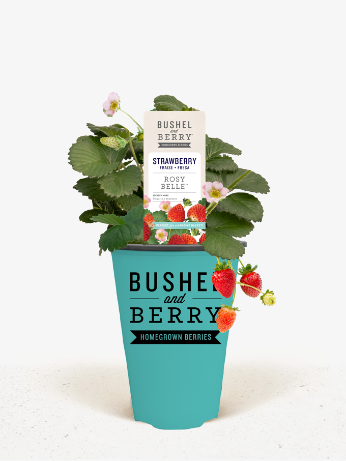 Bushel and Berry® Snowy Belle Strawberry Bushes For Sale The Tree Center