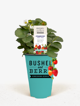 Bushel and Berry® Snowy Belle Strawberry