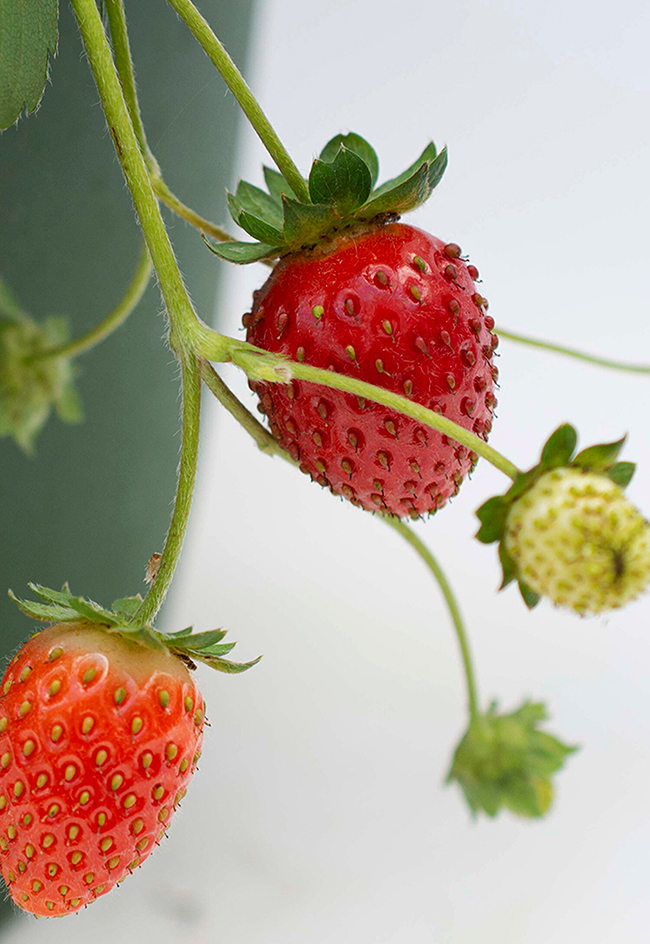 Bushel and Berry® Snowy Belle Strawberry Bushes For Sale The Tree Center
