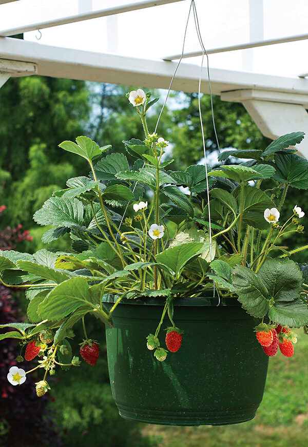 Bushel and Berry® Snowy Belle Strawberry Bushes For Sale The Tree Center