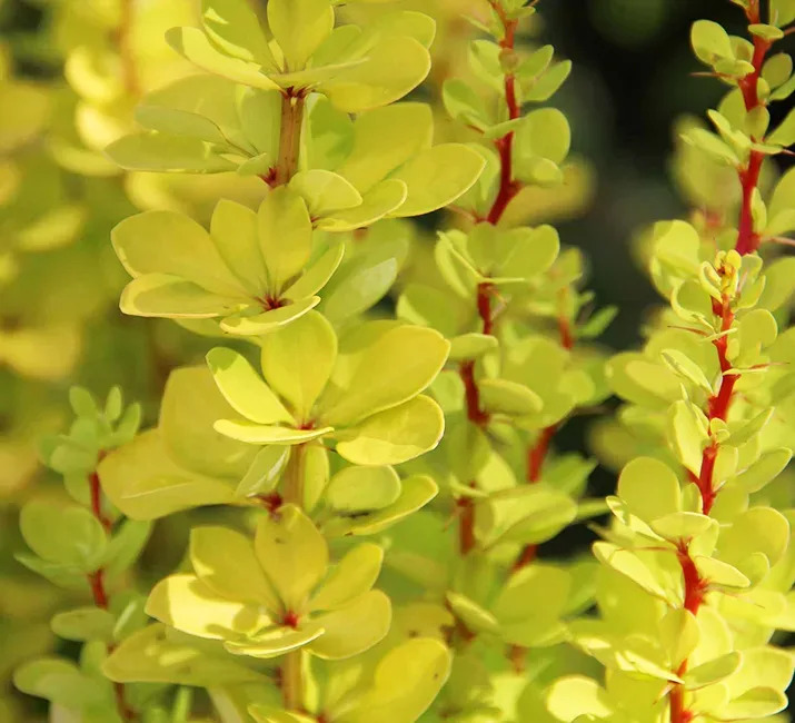 Golden Torch Barberry For Sale Online The Tree Center