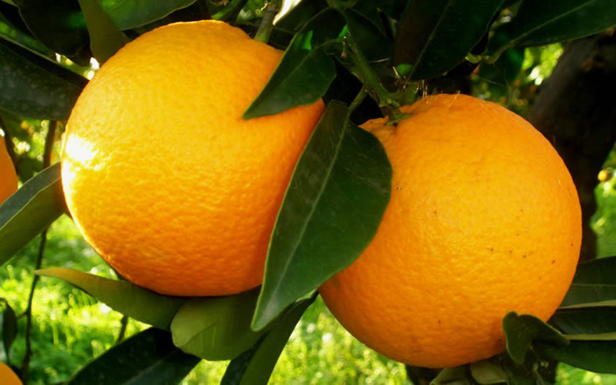 Hamlin Sweet Orange Trees For Sale The Tree Center