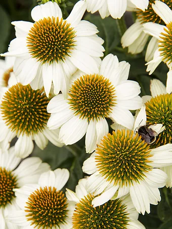 Pow Wow White Echinacea