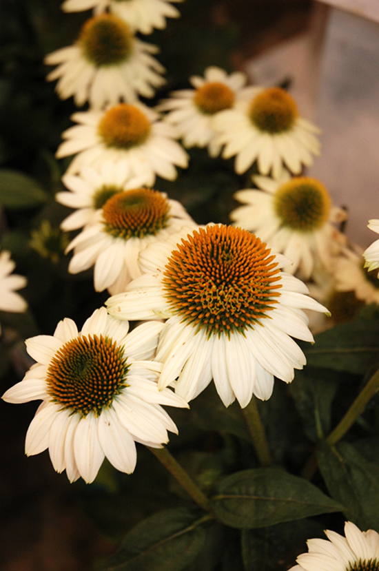 Pow Wow® White Coneflower For Sale Online The Tree Center