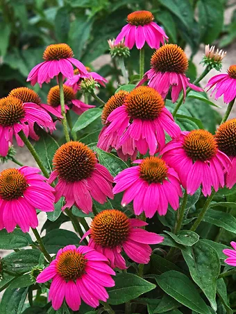 Pow Wow Wild Berry Echinacea