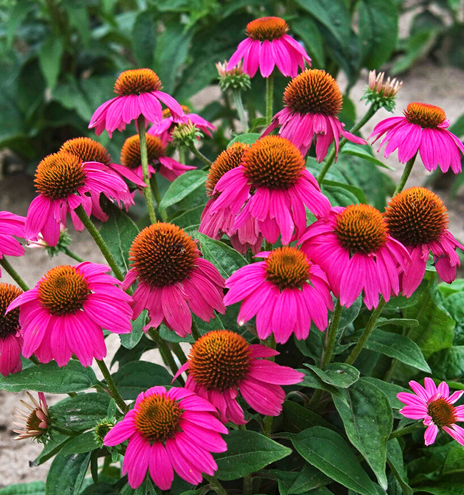 Pow Wow® Wild Berry Coneflower For Sale Online The Tree Center