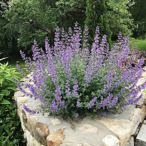 Walker’s Low Catmint For Sale Online The Tree Center