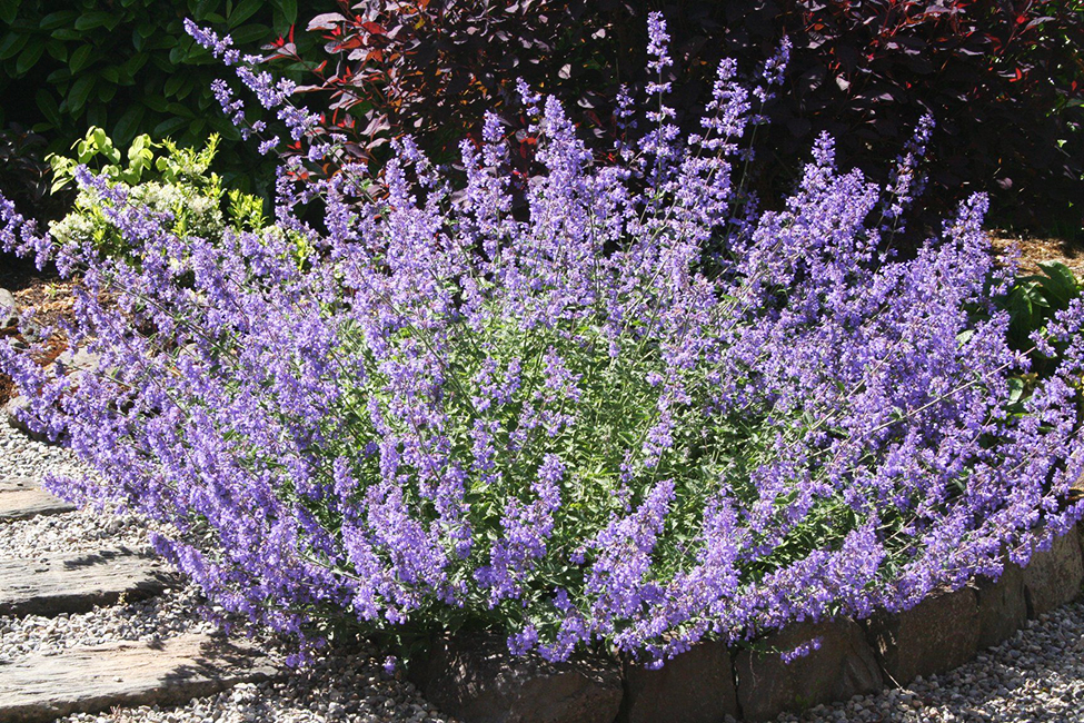Walker’s Low Catmint For Sale Online The Tree Center