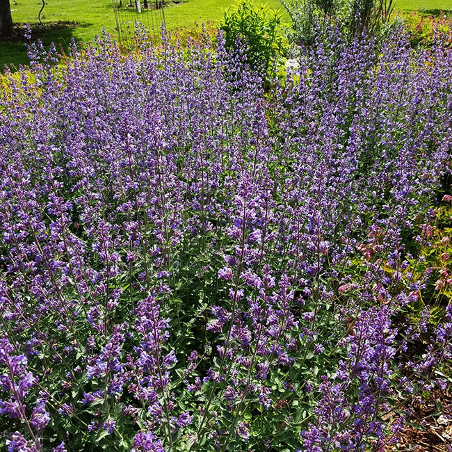 Walker’s Low Catmint For Sale Online The Tree Center