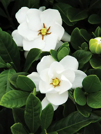 Buttons Gardenia