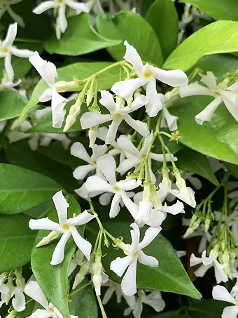 Southern Jasmine