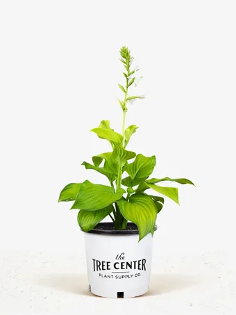 Guacamole Hosta