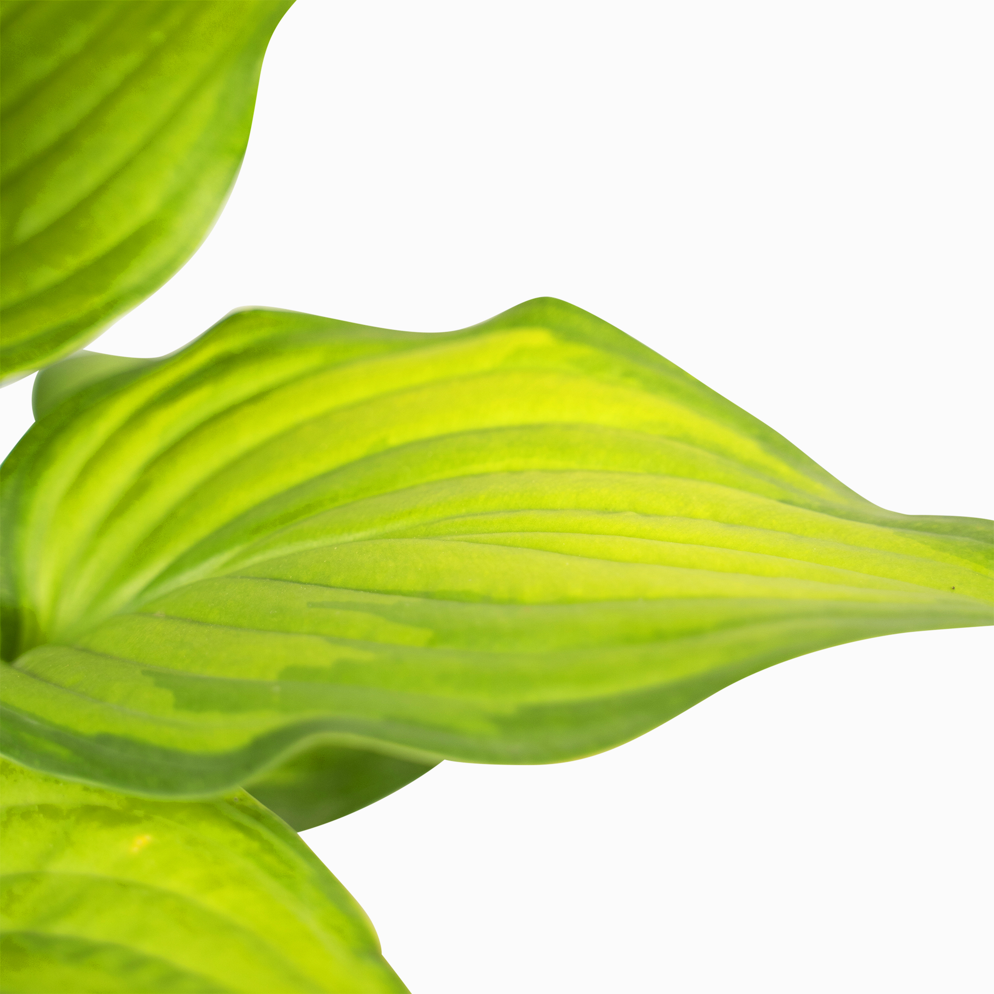 ‘Guacamole’ Hosta For Sale Online The Tree Center